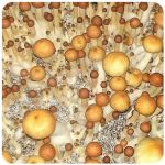 Псилоцибиновые (галлюциногенные)  грибы Psilocybin "Golden Teacher" в Дятьково