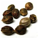 Семена марихуаны АК-47  (Seeds AK-47) в Дятьково